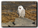 DSC_3381  harfang des neiges / snowy owl