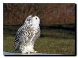 DSC_3566 harfang des neiges / snowy owl