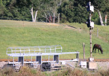 New signals on the ground, searchlights still on the job and a horse at Bowen 