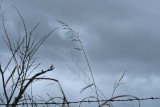 Winter Storm Clouds, Barbed wire and grass 