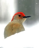 Redheaded Woodpecker in the snow 