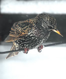 Looking for a handout on a cold day 