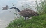 Canada goose.jpg