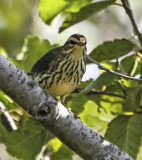 Northern Waterthrush