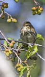 White-crowned Sparrow