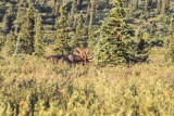 Elk