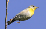 Northern Parula