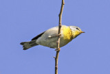 Northern Parula