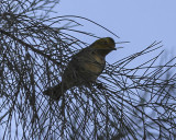 Hermit Warbler