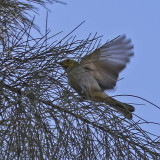 Hermit Warbler
