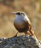 Canyon Wren