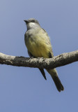 Tropical Kingbird