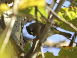 Oak Titmouse