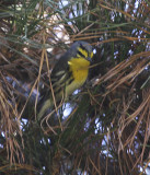 Graces Warbler