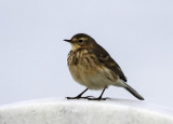 American Pipit