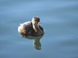 Eared Grebe 