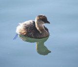 Pied_billed Grebe 