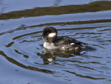 Bufflehead