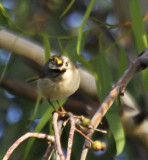 Golden-crowned Kinglet