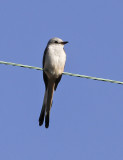 Scissor-tailed Flycatcher