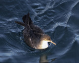 Black-vented Shearwater