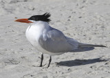 Royal Tern 