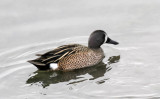 Blue-winged Teal