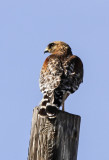 Red-shouldered Hawk