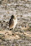 Burrowing Owl