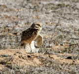Burrowing Owl