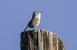 Bewicks wren 