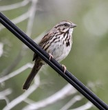 Song Sparrow 