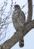 Coopers Hawk