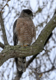 Coopers Hawk