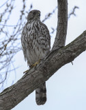 Coopers Hawk