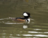 Hooded Merganser