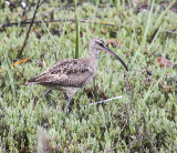 Whimbrel