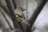Yellow-bellied Flycatcher