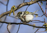 Chestnut-sided Warbler