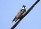 Eastern Kingbird