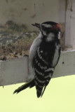 Hairy Woodpecker