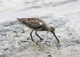 Short-billed Dowitcher