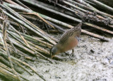 Virginia Rail