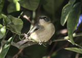 Black-throated Blue Warbler