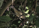 Black-throated Blue Warbler