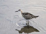 Ruff 02.jpg