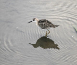 Ruff (Reeve)