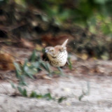 Brown Thrasher