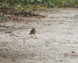 Brown Thrasher