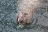 Sea Lion